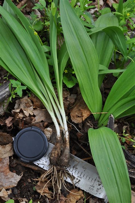 Cultivation of Ramps (Allium tricoccum and A. burdickii)